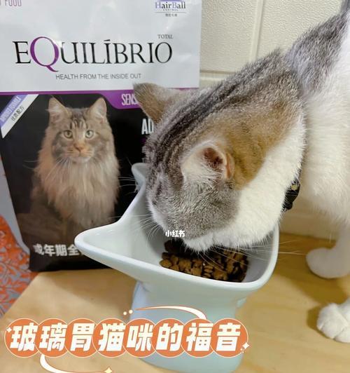 宠物猫咪可以吃蛋白吗（了解猫咪的饮食需求）