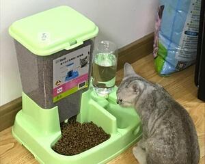 猫咪能吃狗粮吗（探究猫咪与狗粮的关系）