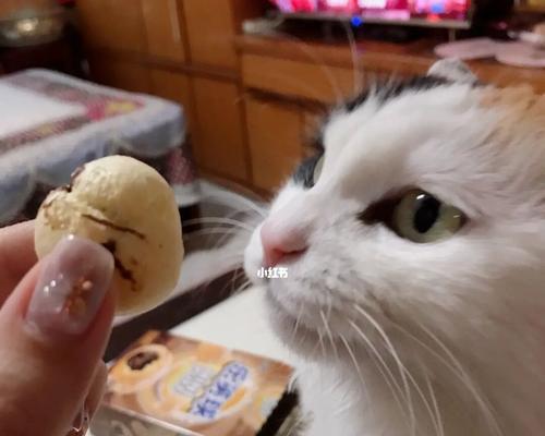 宠物猫能吃巧克吗（了解猫咪的饮食禁忌）