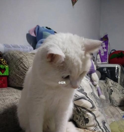 猫咪能吃甜的真相（探究猫咪对甜食的反应及注意事项）