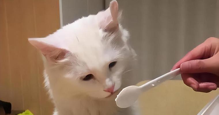 猫咪能否食用香油（香油的成分和对猫咪的影响）