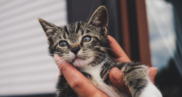 猫咪寿命的科学探究（以宠物为主的养猫指南）