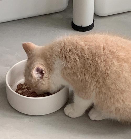 宠物猫是否适合食用米饭（营养专家解答关于猫咪饮食的疑问）