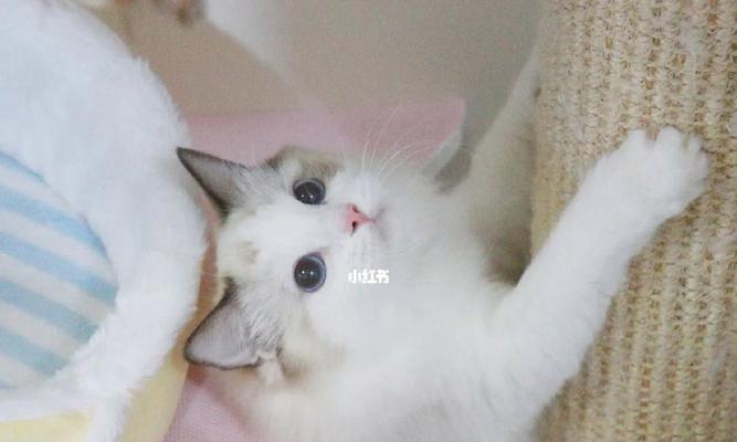 让流浪猫咪找到温暖的家（为什么要给流浪猫咪一个家）