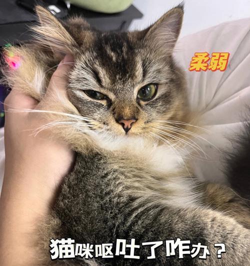 宠物猫咪呕吐（宠物猫咪呕吐的种类和原因介绍）