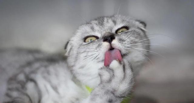 揭秘猫咪舌头的神秘洞穴（探究猫咪舌头洞穴的作用和意义）