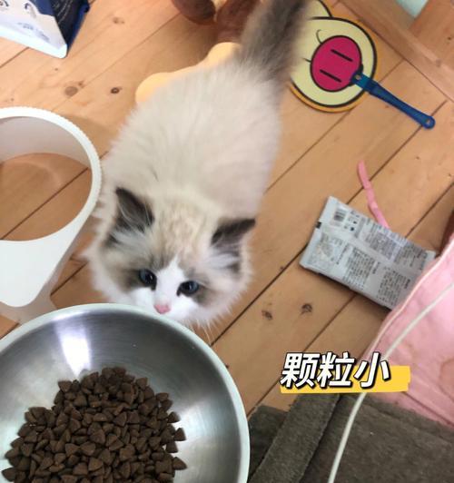 小猫拉软便的危害（以宠物为主）