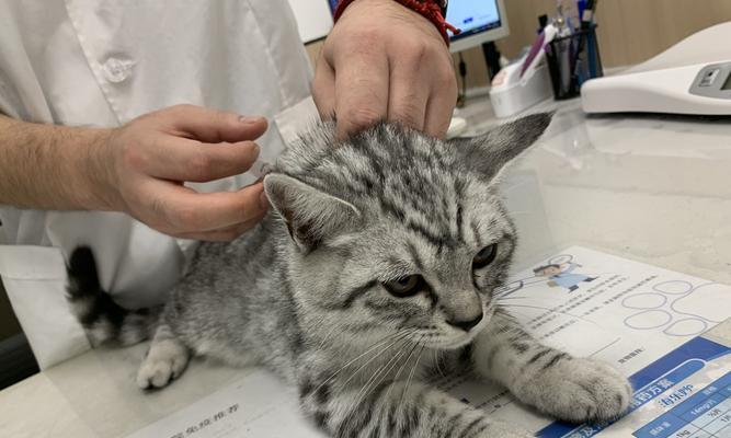 小猫老挠脑袋脖子的原因和应对方法（宠物养护）