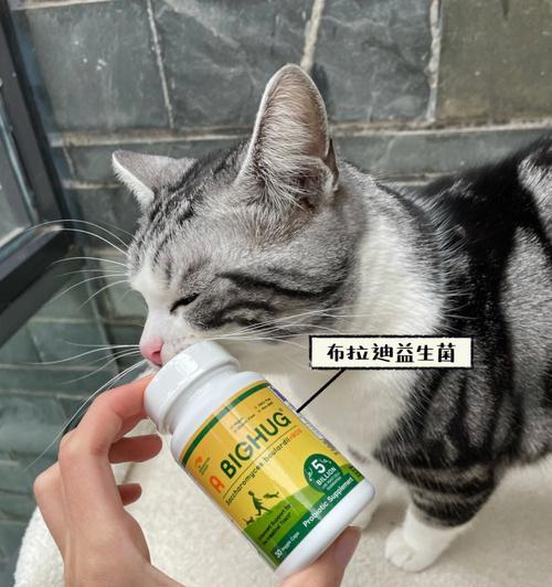 小猫是否适合食用益生菌（宠物的健康问题）