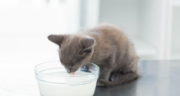 宠物小猫是否能喝核桃露（了解小猫饮食习惯）