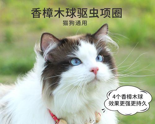 宠物驱虫，小猫该如何喷（保护爱宠健康）