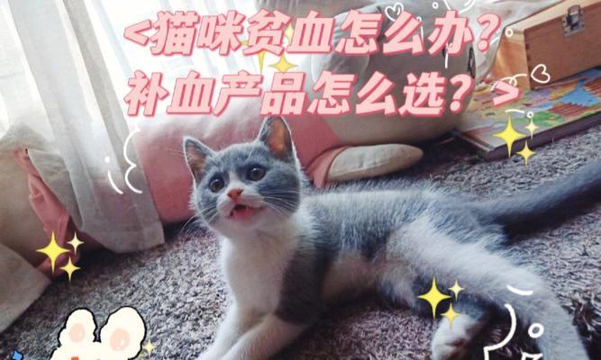 小猫贫血的预防与治疗（宠物健康关注之小猫贫血）