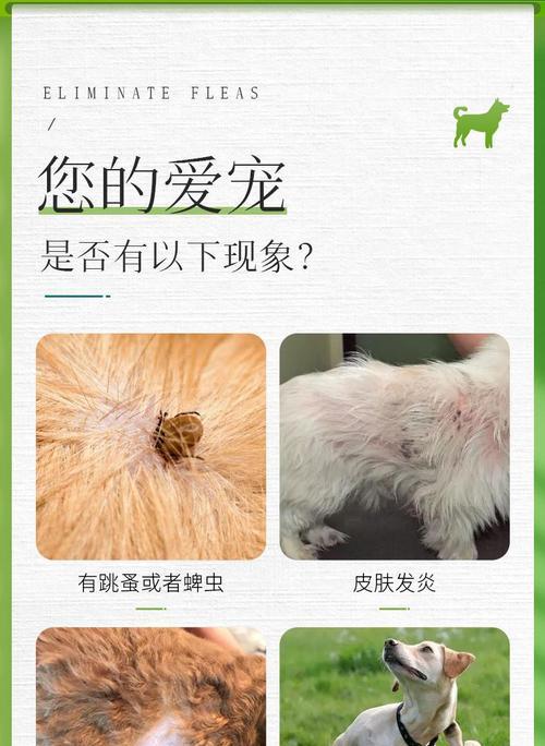 小猫身上的螨虫危害与预防（宠物猫身上螨虫的种类和症状表现）