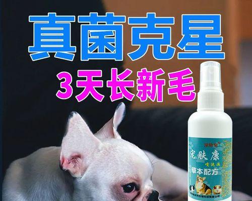 小猫生病吃什么药（为宠物治病）