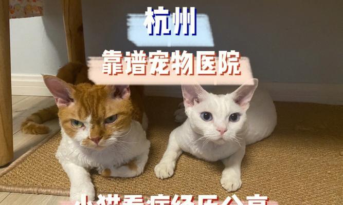 宠物养成知识（了解小猫打针的时机及注意事项）