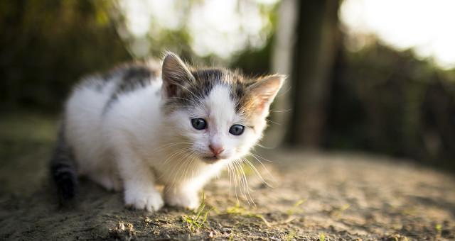 让猫妈妈养小猫，这样做对宠物有好处（领养小猫的正确方式和必要步骤）