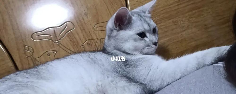 小猫为什么不让摸（了解宠物行为）