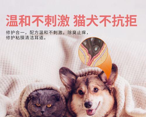 为什么小猫耳朵会红（探究小猫耳朵红的原因与解决方法）