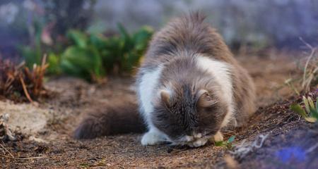 宠物猫为什么会吃草（探究猫咪进食草的原因及影响）