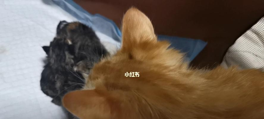 小猫为何总是呜呜叫（探究宠物行为与心理的原因）