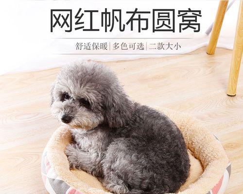 小猫小贵宾犬的甜蜜日常（萌宠组合的互动趣事）