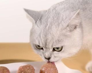 小猫是否需要吃零食（探究小猫的饮食需求及如何正确喂养）