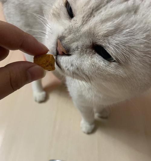 小猫是否需要吃零食（探究小猫的饮食需求及如何正确喂养）