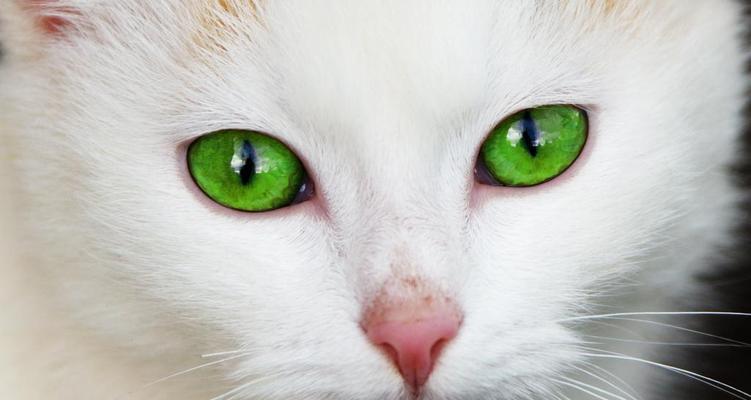 小猫眼睛大还突出——宠物猫的可爱之处（探寻宠物猫咪眼睛的秘密与魅力）