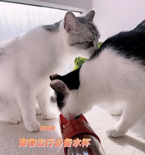 小猫毛保温杯——宠物主题保温杯（可爱萌猫为灵感）