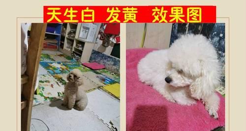 小猫一天拉好几次，你知道原因吗（了解宠物的健康状况）