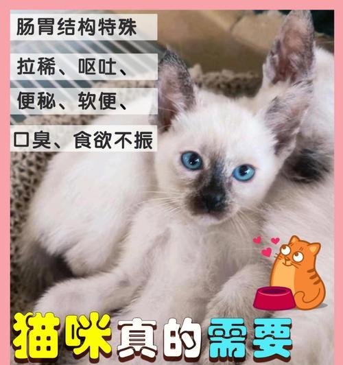 小猫喝益生菌水的正确方法（宠物养护）