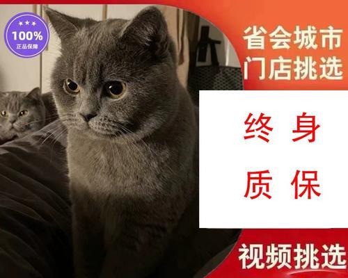 小猫咪抽搐是怎么回事（探讨宠物抽搐的原因及如何应对）