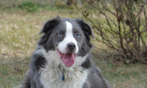 如何正确喂养小牧羊犬（全面了解宠物小牧羊犬的饮食健康知识）