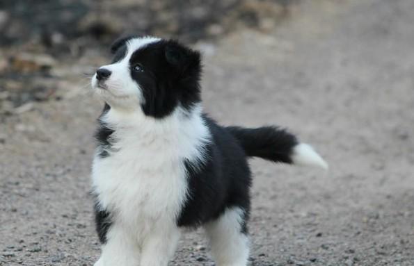 如何正确喂养小牧羊犬（全面了解宠物小牧羊犬的饮食健康知识）