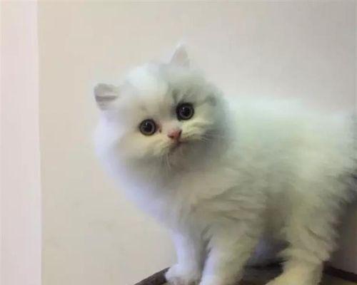 新出生猫吃什么好（从乳猫期到成猫期）