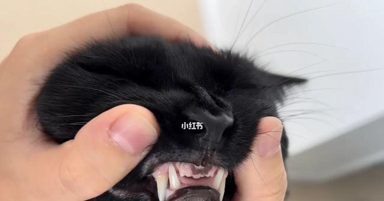 小猫牙掉了，会再生吗（宠物牙齿护理的重要性）