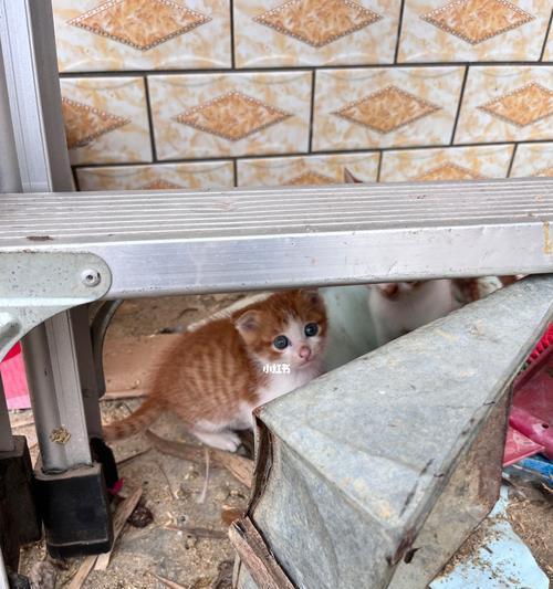 宠物新生小猫拉屎的注意事项（如何让你的新猫咪顺利排便）