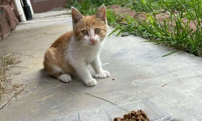 怎样救活新生猫咪（宠物主人必看的急救知识）