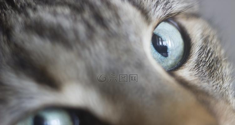 小猫眼中的秘密线路（探究小猫眼睛里的神秘线路）