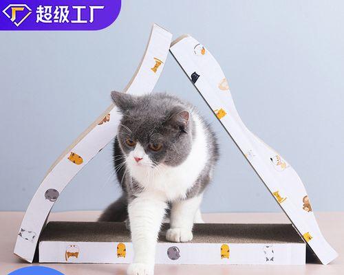 养小猫不怕狗猫，秘诀揭晓（以宠物为主）