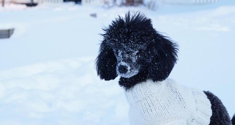 用雪堆出可爱小狗儿（如何用雪堆出逼真的小狗儿造型）