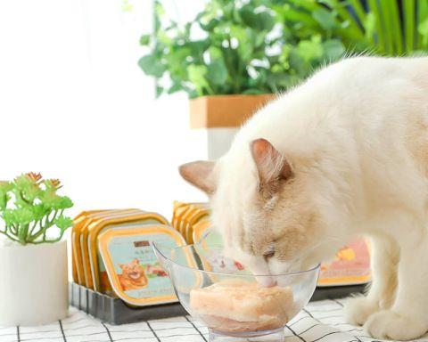 如何为幼猫选择健康的零食（宠物零食的选择与营养需求）