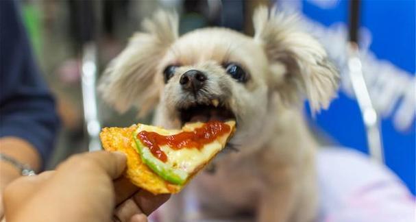 幼犬如何正确食用狗粮（以泡的方式喂养幼犬）