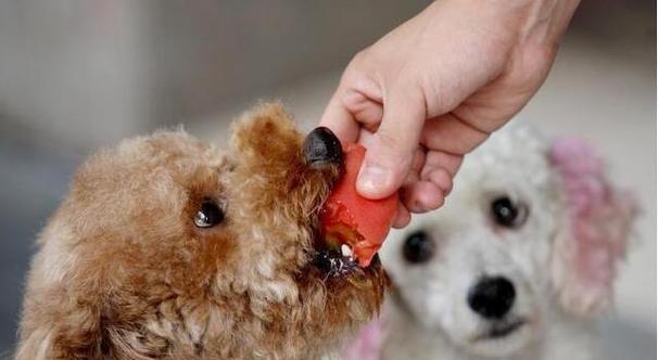 如何让幼犬消化良好（宠物饲主必知）