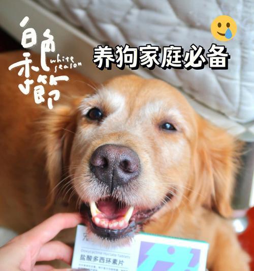 如何判断幼犬是否感冒（从宠物的饮食）