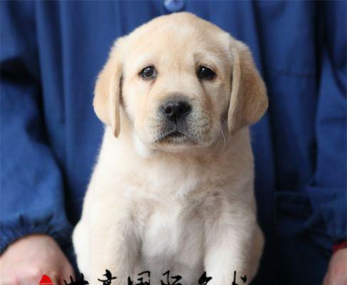 拉布拉多幼犬价格及养护全指南