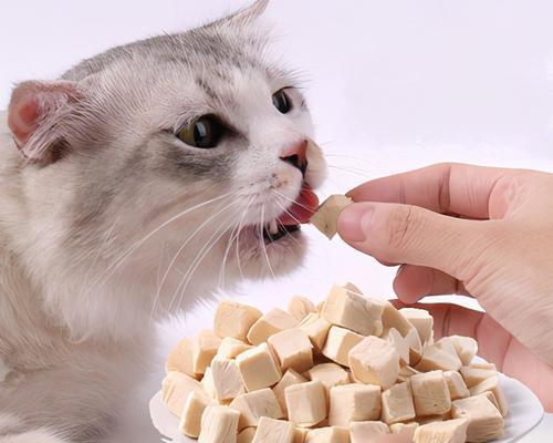 让你的猫咪拥有健康的饮食习惯（让你的猫咪拥有健康的饮食习惯）