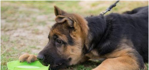 如何防止幼犬扑人（宠物犬教育的重要性）