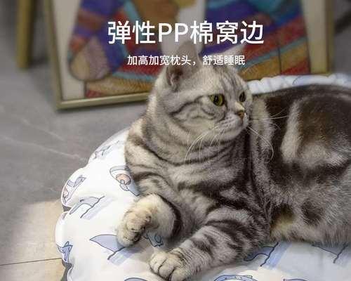 宠物猫咪如何过好夏天（掌握降温技巧）