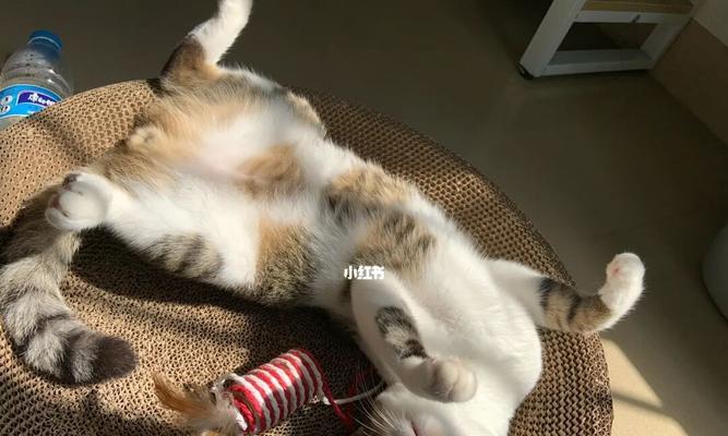 宠物猫晒太阳的正确方法（如何确保猫咪在晒太阳时不受伤害）